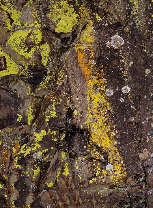 Lichen 17-2678-80a.jpg